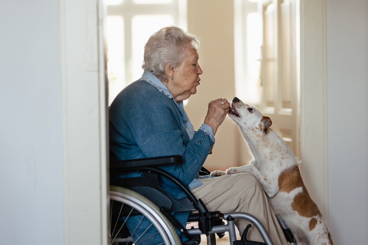Woman in a blue sweater sits in her wheelchair in profile. She is giving a treat to a white and brown dog who is standing up to receive it.