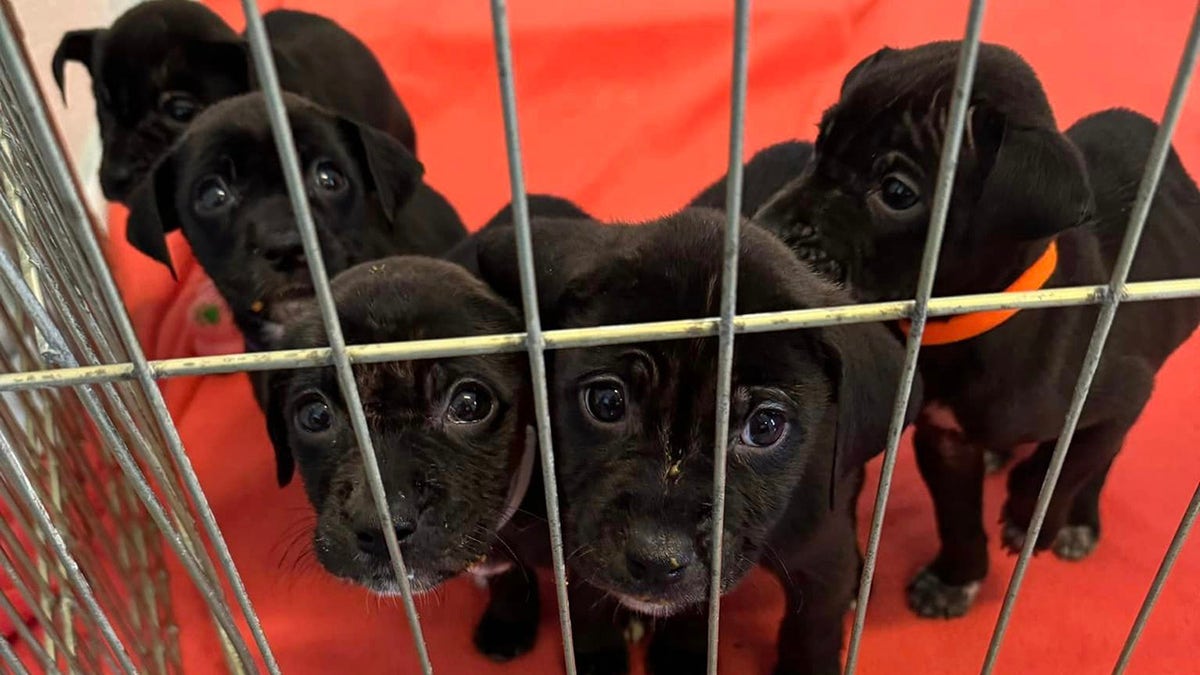 Cinco cachorros negros miran a la cámara.