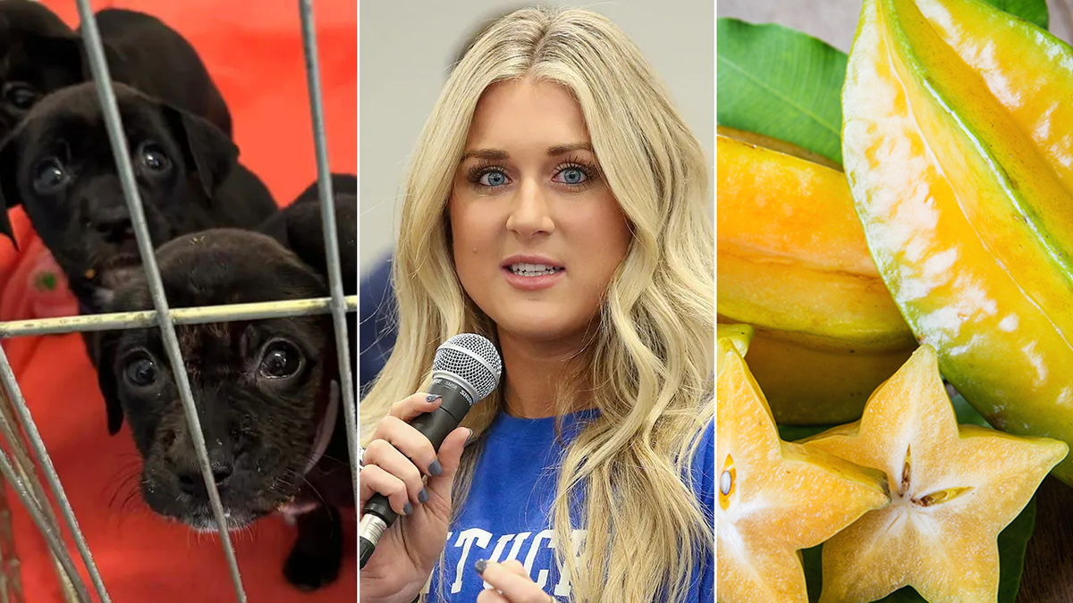 perros, Riley Gaines, frutas