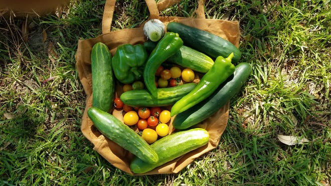 Cosecha de pepinos, tomates y pimientos en el jardín comunitario de Southwood. Una dieta basada en plantas se asocia con un riesgo reducido de enfermedades cardíacas, cáncer y muerte, según una amplia revisión publicada recientemente.