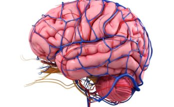 An illustration of the human brain and some of its blood vessels