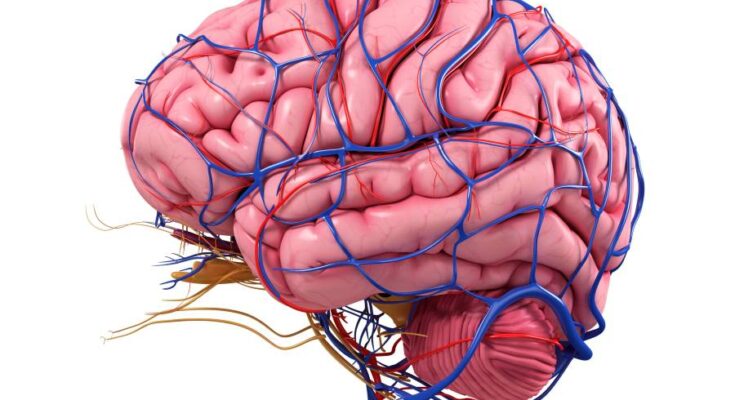 An illustration of the human brain and some of its blood vessels