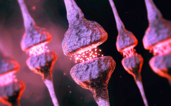 Neuron synapse