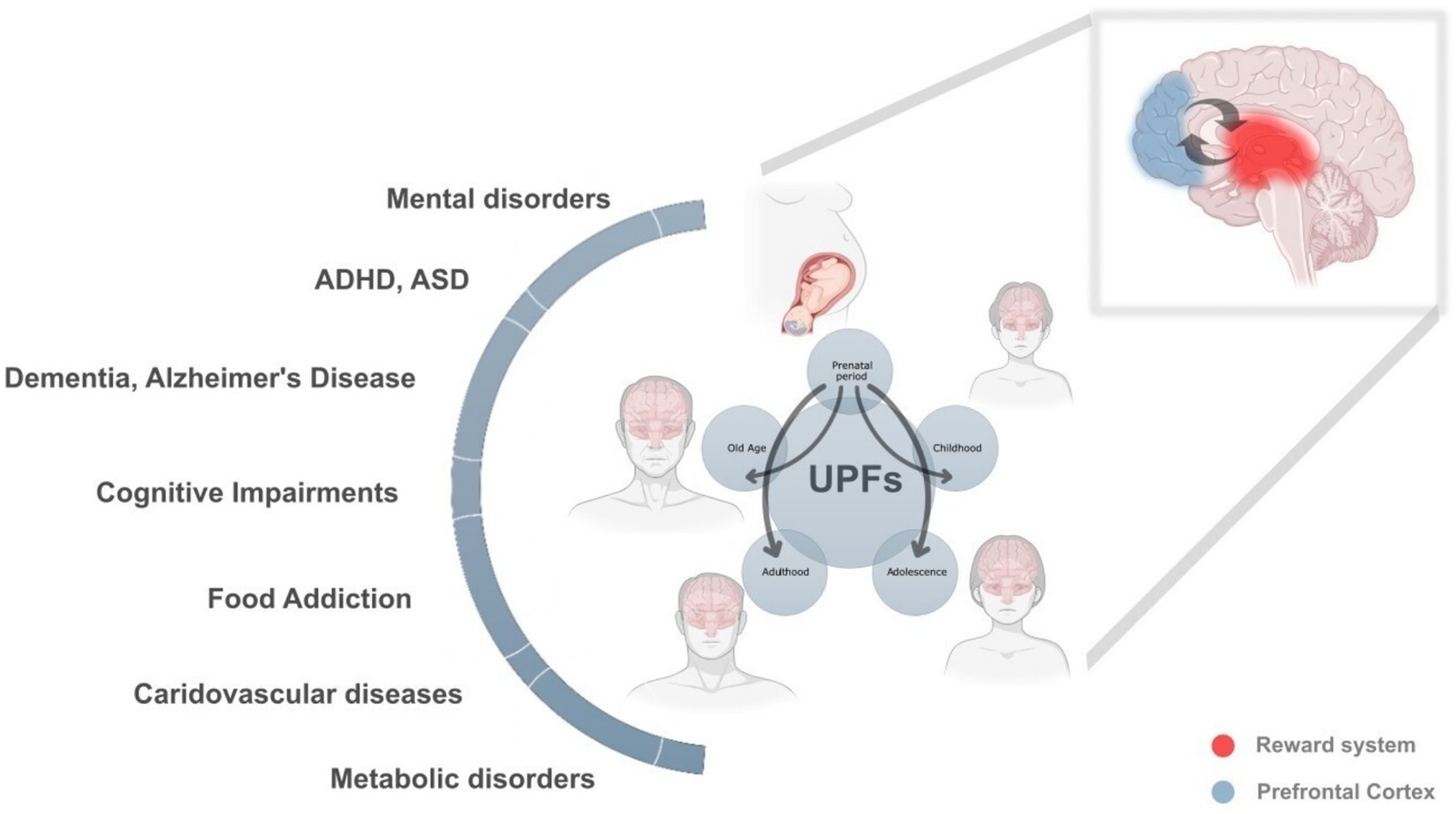 El impacto de toda la vida y de acuerdo con los alimentos ultra ultra-ultra) a la salud y al bien. Piense en esto indica efectos graves y ponderados de diferentes salud, infancia, metabólico, desarrollo mental. Las flechas conectadas enfatizan ya que la producción de neumáticos de una manera puede causar riesgos avanzados y de alivio del resultado de la audición.
