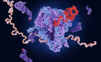 A ribosome (centre) producing a protein (red) from mRNA. The dark purple strands represent transfer RNA, which are also involved in protein production