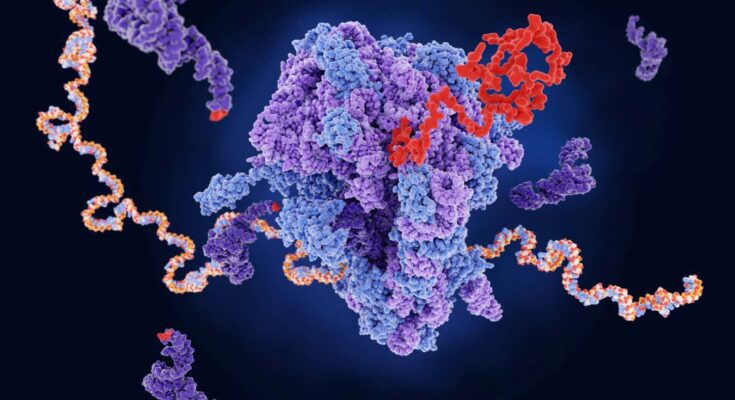 A ribosome (centre) producing a protein (red) from mRNA. The dark purple strands represent transfer RNA, which are also involved in protein production