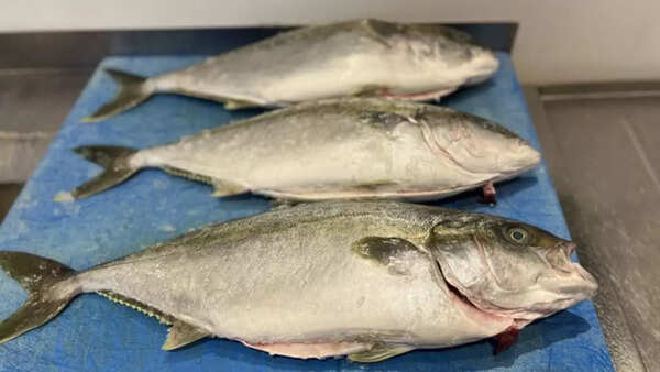 Evite Bolracuda Borrra, Group y Amberjack suave