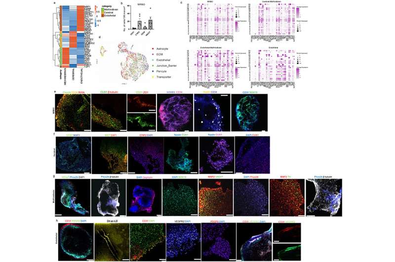 Los científicos expanden la verdadera música cerebral '