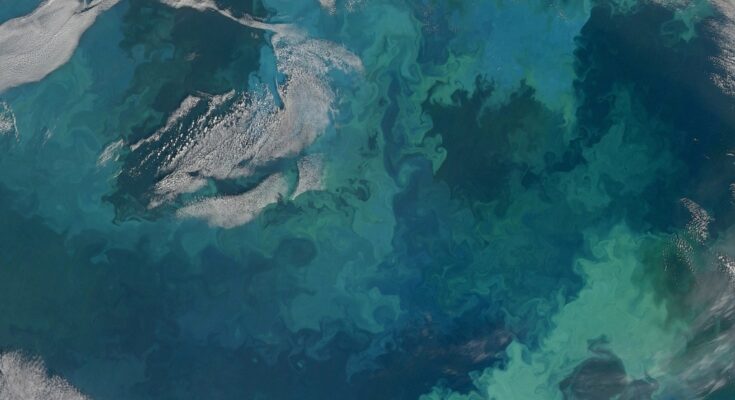 Why Are Plankton So Crucial For Life on Earth – And How Is Climate Change Affecting Them?