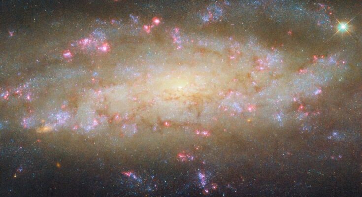 A spiral galaxy. It shines brightly at its center, and most of its disk also glows in warm colors. Its two spiral arms, which wind outward from the center, are made up mostly of large patches of bright blue specks. They also contain thin, reddish clouds of dust, and bright pink bubbles of glowing gas, where stars are forming. Distant galaxies are visible around the galaxy as small orange spots, on a dark background.