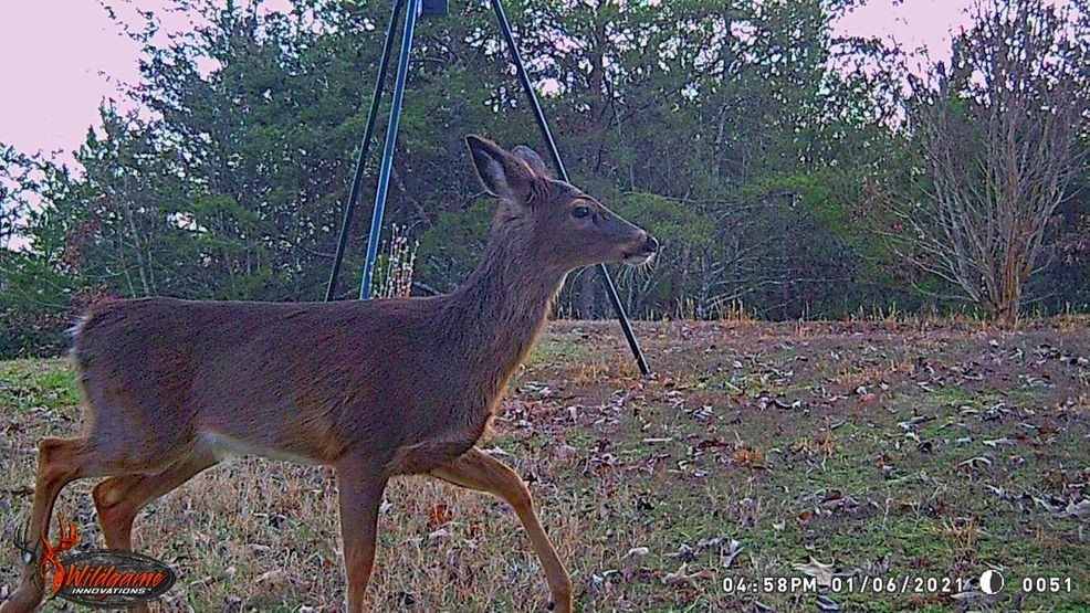 Archivo - Trailcam Foto de Trailcam Kanang y Richard Simms
