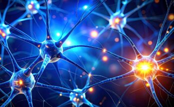 Brain Neurons Complex Structure Dendrites Axons