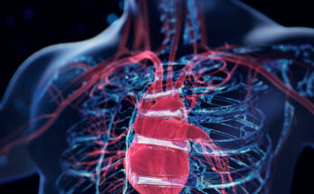 Human heart