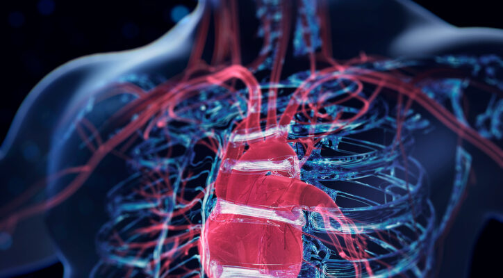 Human heart
