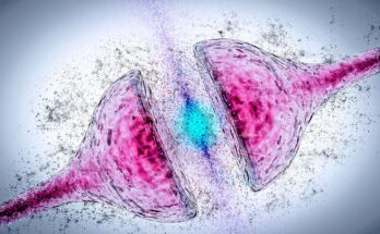 Synapse Degeneration Alzheimer