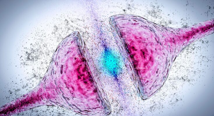 Synapse Degeneration Alzheimer