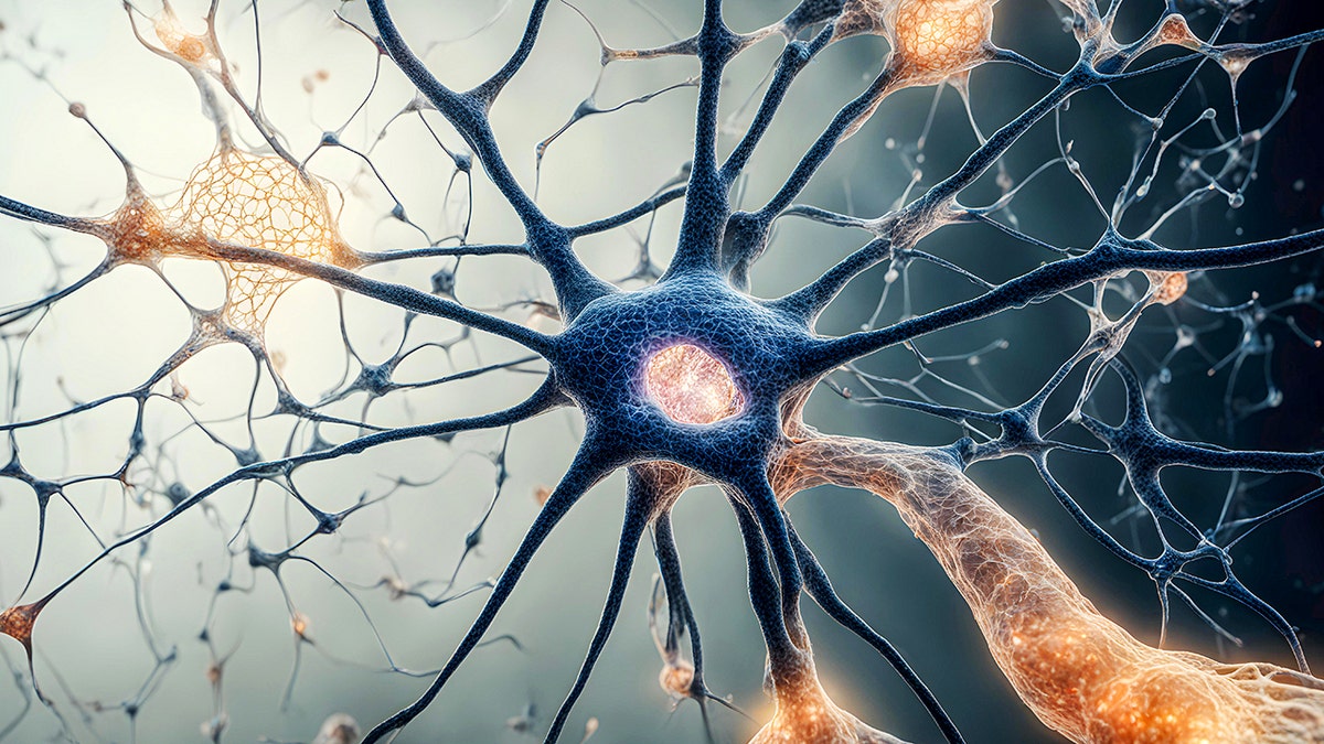 Microscópico de las células cerebrales de la red neus.