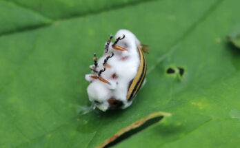 Researchers have engineered a strain of Metarhizium fungus that releases a floral scent capable of luring mosquitoes to their own demise.