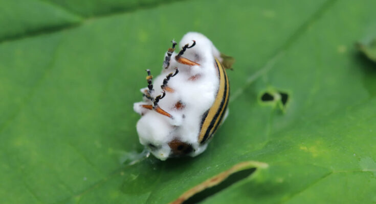 Researchers have engineered a strain of Metarhizium fungus that releases a floral scent capable of luring mosquitoes to their own demise.