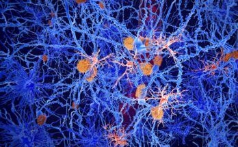 Microglia Cells Brain Neuroscience Alzheimer&rsquo;s Disease