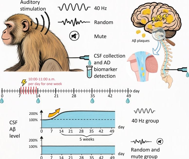 Esquema de la prueba de audición de 40 Hz