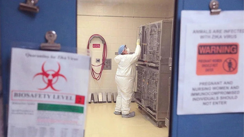Un investigador del Centro Nacional de Investigación de Primates de Wisconsin (WNPRC) de la Universidad de Wisconsin-Madison devuelve a su jaula una macaca rhesus preñada infectada con el virus Zika.