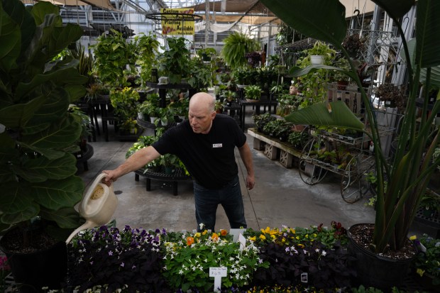 El propietario de Country Fair Garden Center, Cade Scholl, propietario del negocio con su esposa Kara Scholl, riega las bandejas de flores que recibieron la madrugada del jueves 5 de marzo de 2026 en Denver. (Foto de Timothy Hurst/The Denver Post)