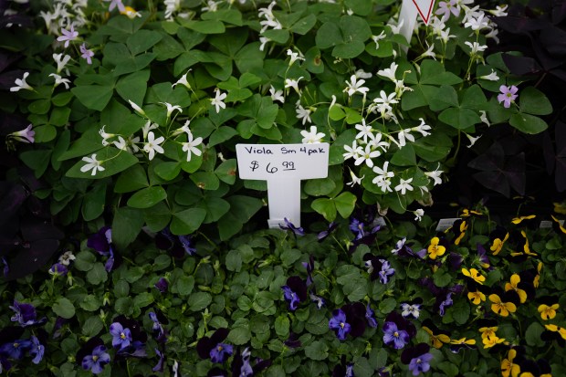 Trenes de flores, incluidos estos tréboles y violas, se exhiben después de ser aceptados más temprano ese día en el Country Fair Garden Center el jueves 5 de marzo de 2026 en Denver. (Foto de Timothy Hurst/The Denver Post)